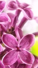 Ladda ner Plants, Flowers, Lilac bilden 1024x600 till mobilen.