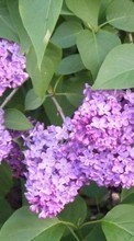 Ladda ner Plants, Flowers, Lilac bilden 320x480 till mobilen.