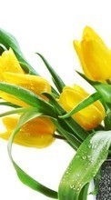 Plants, Flowers, Tulips till Fly ERA Nano 3 IQ436