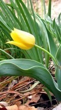 Ladda ner Plants, Flowers, Tulips bilden 1080x1920 till mobilen.