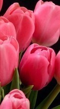 Flowers, Plants, Tulips till Samsung Galaxy Spica