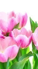 Flowers, Plants, Tulips till Sony Ericsson W200