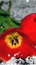 Ladda ner Plants, Flowers, Tulips bilden 1280x800 till mobilen.