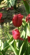 Ladda ner Plants, Flowers, Tulips bilden 240x400 till mobilen.