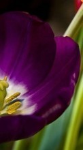 Plants, Flowers, Tulips till Sony Ericsson W880