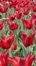 Ladda ner Plants, Flowers, Backgrounds, Tulips bilden 1080x1920 till mobilen.