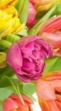 Flowers, Plants, Tulips till LG Optimus Pro C660