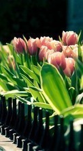 Ladda ner Flowers, Plants, Tulips bilden till mobilen.