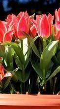 Ladda ner Flowers, Plants, Tulips bilden till mobilen.