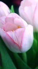 Flowers,Plants,Tulips till LG Optimus Net P692