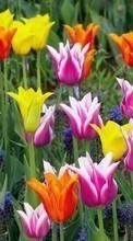 Flowers,Plants,Tulips till LG G5 H845