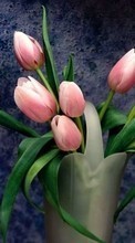 Ladda ner Flowers,Plants,Tulips bilden till mobilen.