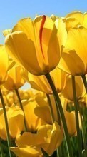 Flowers,Plants,Tulips till Nokia 108