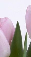Flowers,Plants,Tulips till HTC One SV