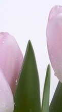 Flowers,Plants,Tulips till Samsung Galaxy S20