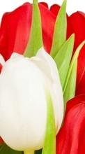 Flowers,Plants,Tulips till Samsung B3410
