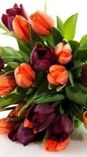 Ladda ner Flowers,Plants,Tulips bilden till mobilen.