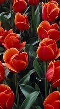 Flowers,Plants,Tulips till Samsung Galaxy Tab 3