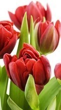 Flowers,Plants,Tulips till Sony Xperia Tipo ST21i