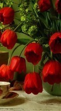 Flowers,Plants,Tulips till Huawei Ascend Y320