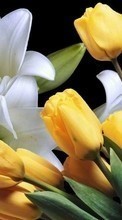 Flowers,Plants,Tulips till HTC EVO 3D