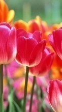 Flowers,Plants,Tulips till Samsung Galaxy S7