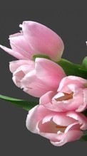 Flowers,Plants,Tulips till Samsung Galaxy Tab 4