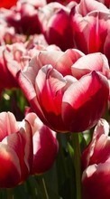 Flowers,Plants,Tulips till Acer beTouch E210