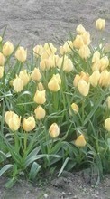 Plants, Flowers, Tulips till LG Optimus M+ MS695