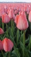 Ladda ner Plants, Flowers, Tulips bilden 1024x600 till mobilen.