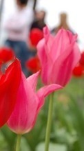 Ladda ner Plants, Flowers, Tulips bilden 320x480 till mobilen.