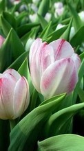 Plants, Flowers, Tulips till BlackBerry Bold 9900
