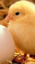 Ladda ner Animals, Eggs, Chicks bilden 800x480 till mobilen.