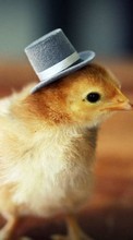 Chicks,Animals till Samsung E250