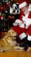 Ladda ner Holidays, Animals, Cats, Dogs, New Year, Jack Frost, Santa Claus, Christmas, Xmas, Pigs bilden 540x960 till mobilen.