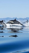 Ladda ner Dolfins,Sea,Landscape,Animals bilden till mobilen.