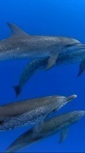 Ladda ner Animals, Dolfins, Sea, Fishes bilden 800x480 till mobilen.