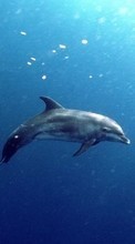 Ladda ner Animals, Dolfins, Sea, Fishes bilden 320x480 till mobilen.