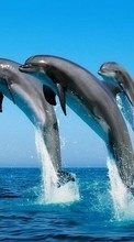 Ladda ner Dolfins, Sea, Water, Animals bilden till mobilen.