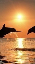 Ladda ner Dolfins,Sea,Sunset,Animals bilden till mobilen.