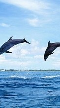Ladda ner Animals, Nature, Dolfins bilden 320x480 till mobilen.