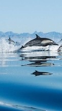 Dolfins,Animals till Sony Ericsson K530