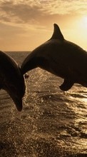 Ladda ner Dolfins,Animals bilden till mobilen.