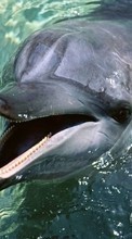 Dolfins,Animals till Micromax D303