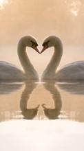 Ladda ner Valentine&#039;s day, Swans, Love, Birds, Hearts, Water, Animals bilden till mobilen.