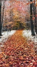 Ladda ner Trees, Roads, Leaves, Autumn, Landscape bilden till mobilen.