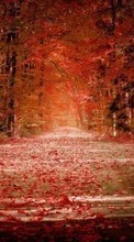 Ladda ner Landscape, Trees, Roads, Autumn, Leaves bilden 320x240 till mobilen.
