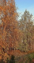 Ladda ner Landscape, Trees, Roads, Autumn bilden 480x800 till mobilen.
