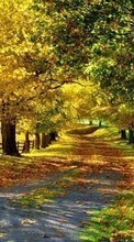 Ladda ner Trees, Roads, Autumn, Landscape bilden till mobilen.