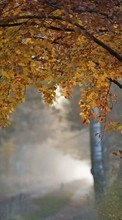 Trees, Roads, Autumn, Landscape till BlackBerry 8800